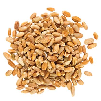 Barley

