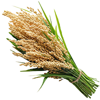 Rice Brain