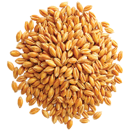 Wheat
